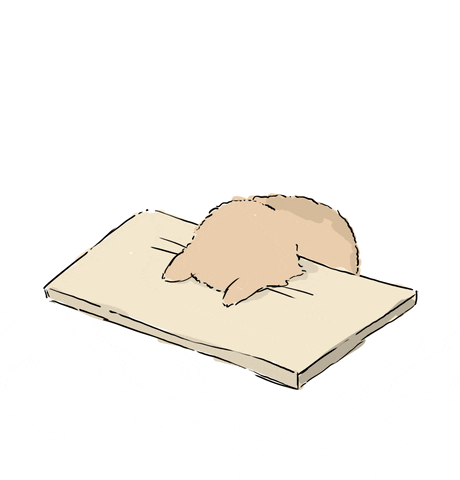 a cat bowing apologetically